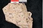 Foto (Detailansicht) von Pinus palaeostrobus Ettingshausen (NHMW-GEO-2024-0188-8267)